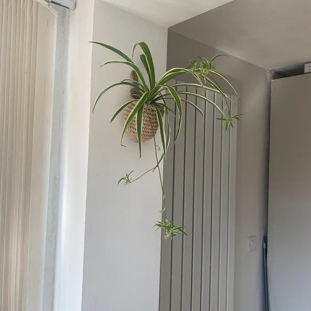 Jute Crafts Hanging Wall Planters Cum Baskets - Set of 2 Image-18